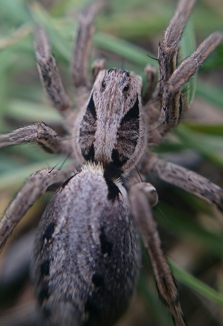 Alopecosa striatipes
