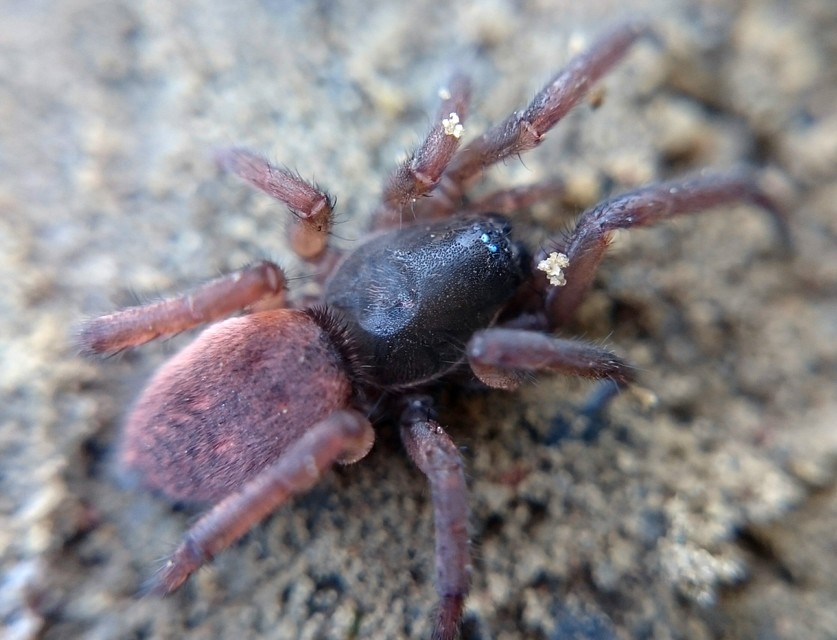 Haplodrassus signifer - patkós kövipók