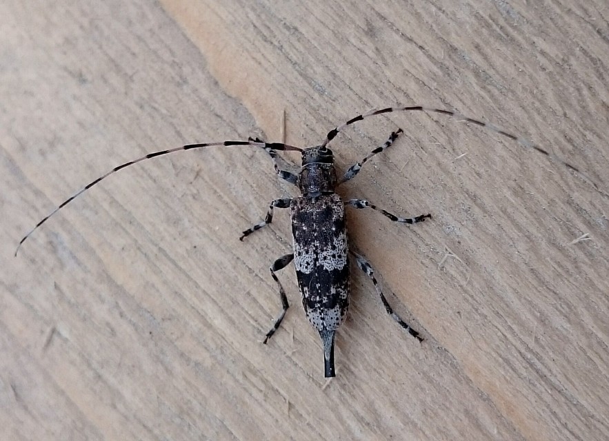 Acanthocinus griseus - szürke daliáscincér