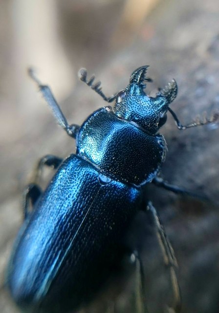 Platycerus caraboides - kis fémesszarvasbogár
