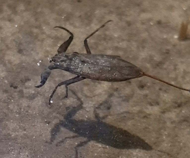 Nepa cinerea - víziskorpió