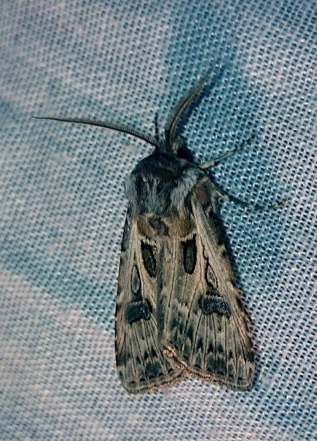 Agrotis vestigialis - őszi földibagoly