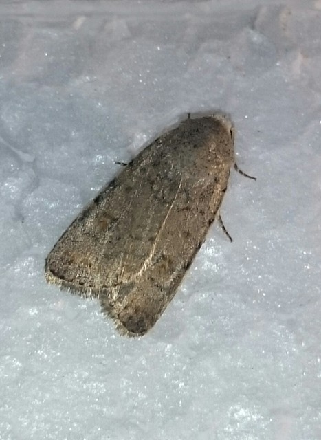 Paradrina clavipalpis - közönséges selymesbagoly