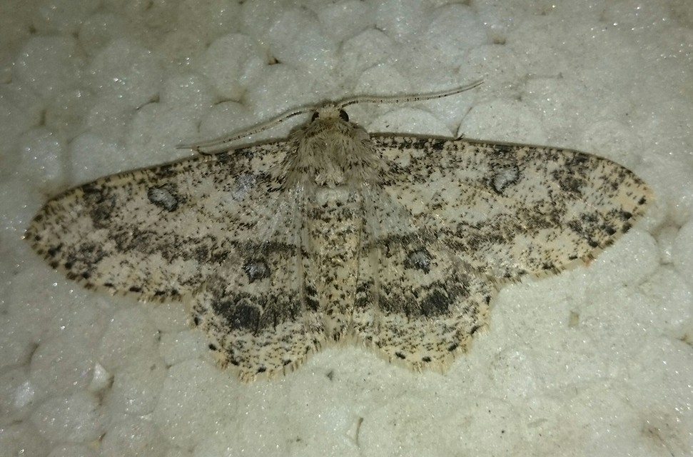 Ascotis selenaria - holdas faaraszoló