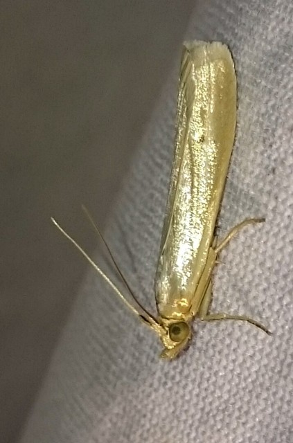 Selagia argyrella - ezüstös karcsúmoly