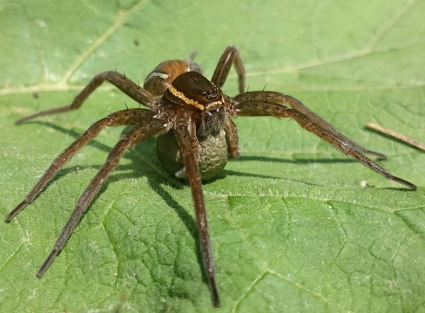 Dolomedes fimbriatus - szegélyes vidrapók