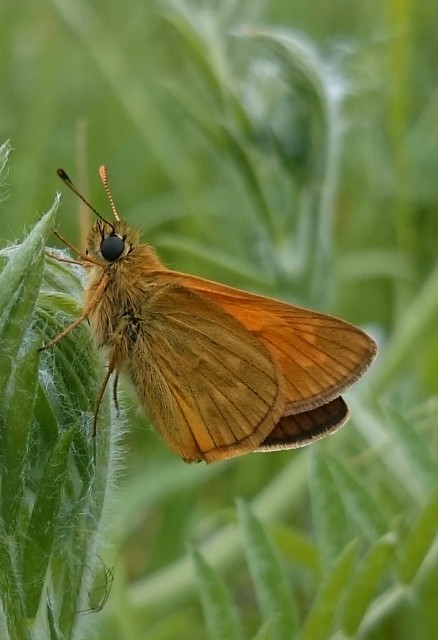 Ochlodes sylvanus - erdei busalepke