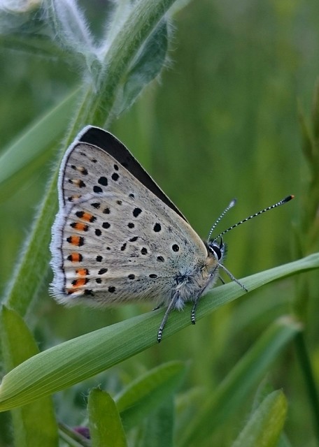 Lycaena tityrus - barna tűzlepke