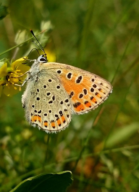 Lycaena tityrus - barna tűzlepke