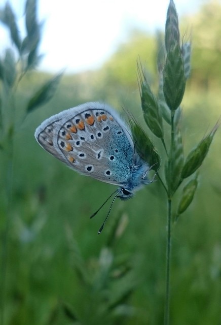 Polyommatus icarus - közönséges boglárka