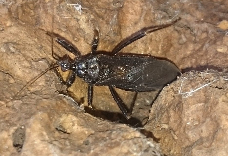 Reduvius personatus - szemetes zugpoloska