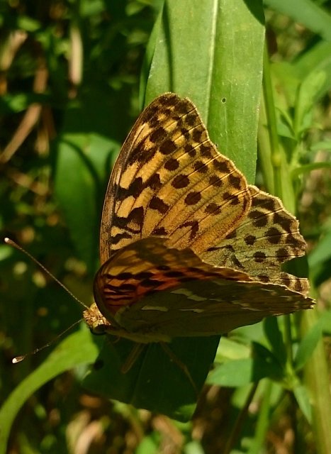 Argynnis pandora - zöldes gyöngyházlepke