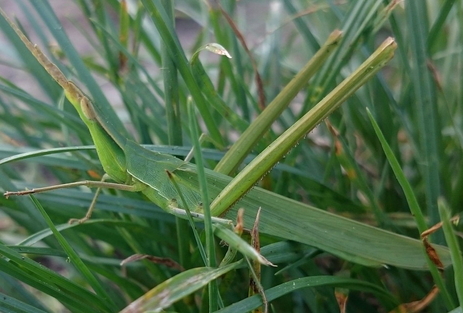 Acrida ungarica - sisakos sáska Acrida ungarica - sisakos sáska