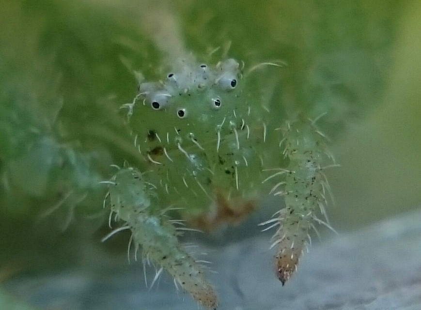 Heriaeus hirtus - bozontos karolópók