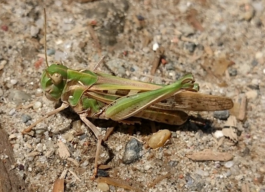 Oedaleus decorus - szalagos sáska