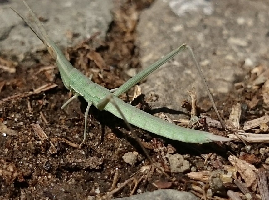 Acrida ungarica - sisakos sáska Acrida ungarica - sisakos sáska