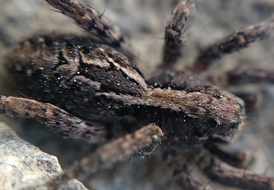 Alopecosa farinosa