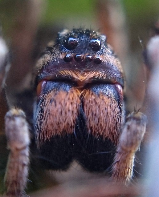 Geolycosa vultuosa - pokoli cselőpók