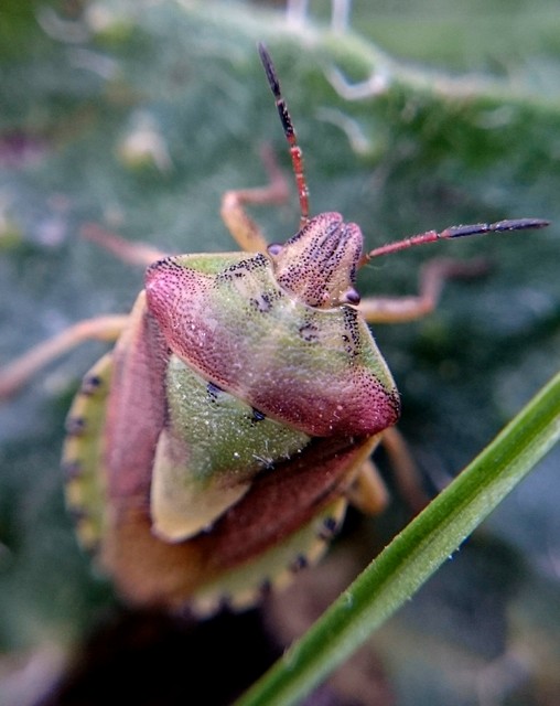 Antheminia lunulata - fakó gyümölcspoloska Antheminia lunulata - fakó gyümölcspoloska