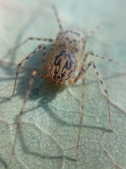 Scytodes thoracica - közönséges csupaszpók