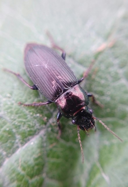 Harpalus distinguendus - mezei lomhafutó