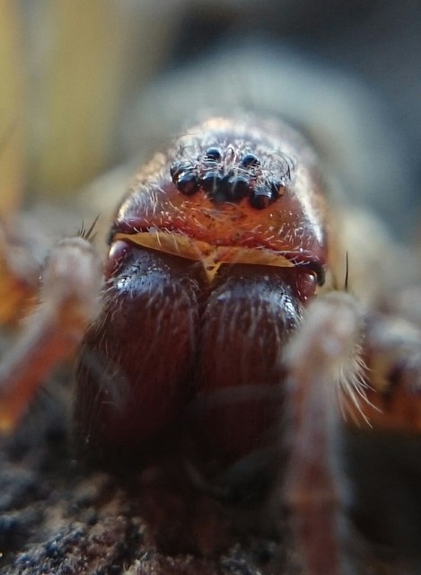 Eratigena agrestis - réti zugpók