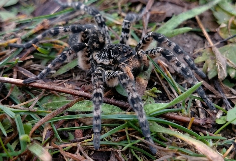 Lycosa singoriensis - szongáriai cselőpók