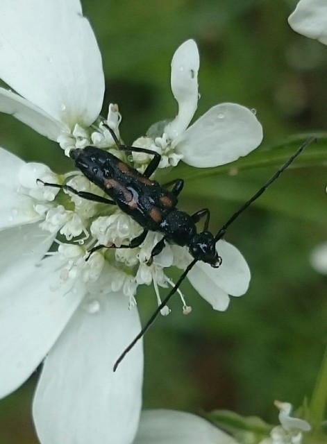 Anoplodera sexguttata - foltos virágcincér