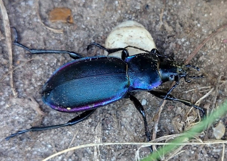 Carabus violaceus rakosiensis - rákosi kékfutrinka Carabus violaceus rakosiensis - rákosi kékfutrinka