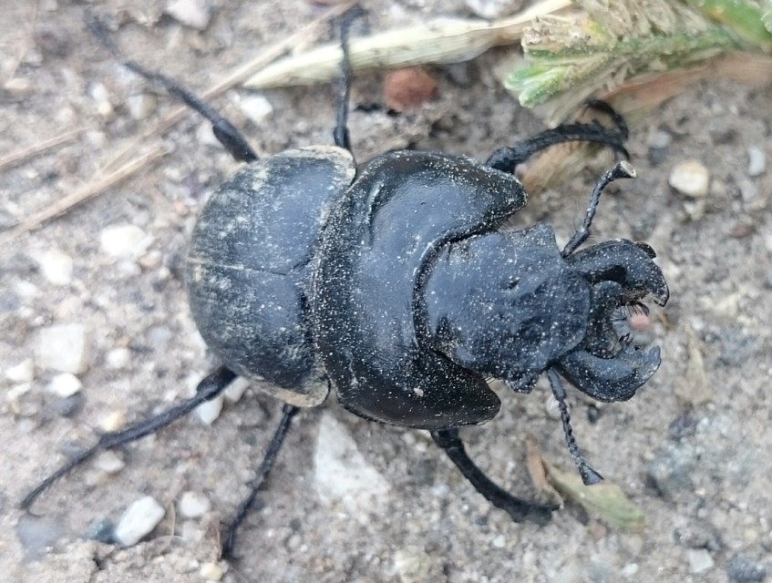 Lethrus apterus - nagyfejű csajkó