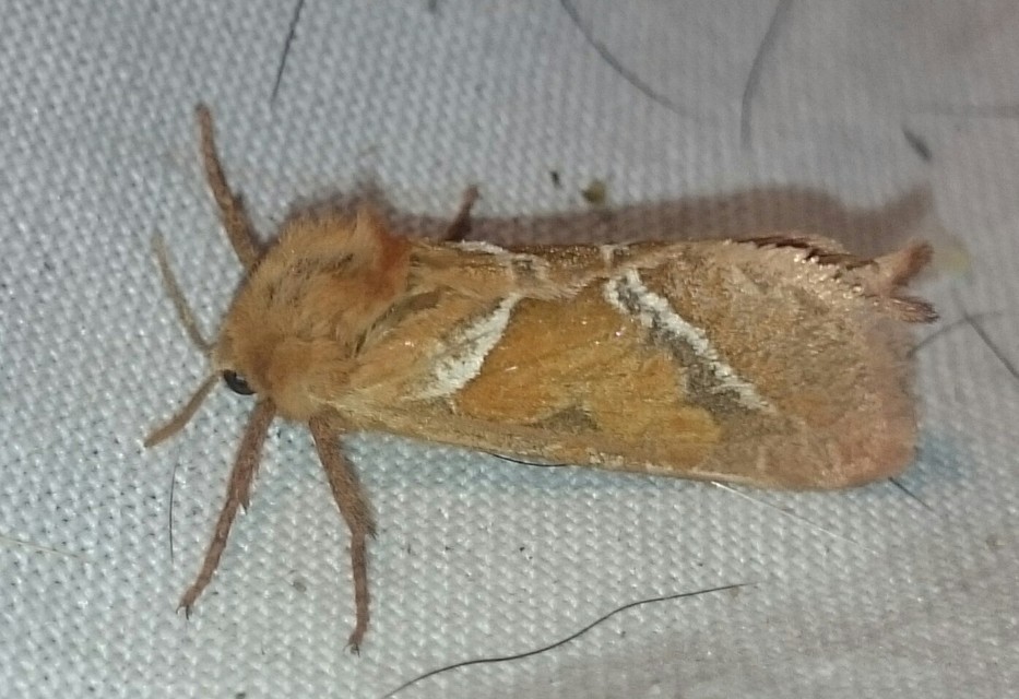 Triodia sylvina - kis gyökérrágólepke