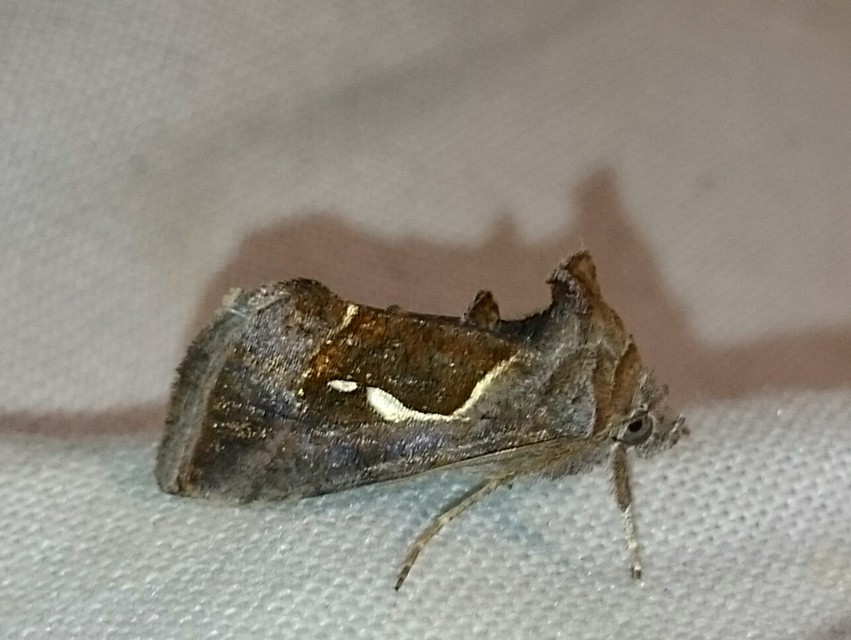 Macdunnoughia confusa - cseppfoltos ezüstbagoly