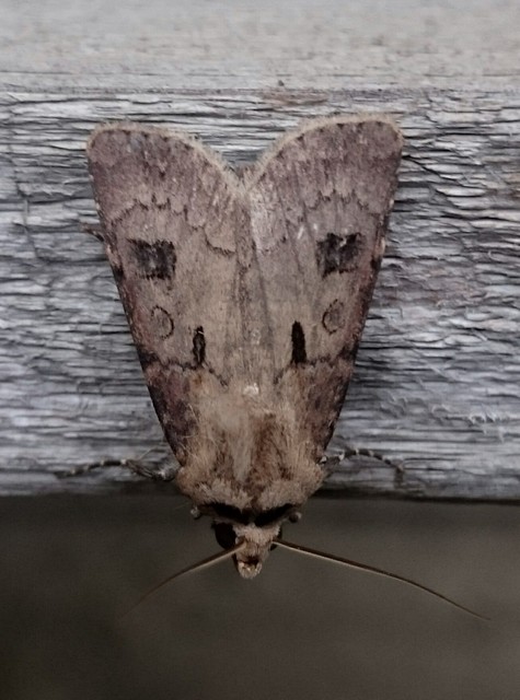 Agrotis exclamationis - felkiáltójeles földibagoly