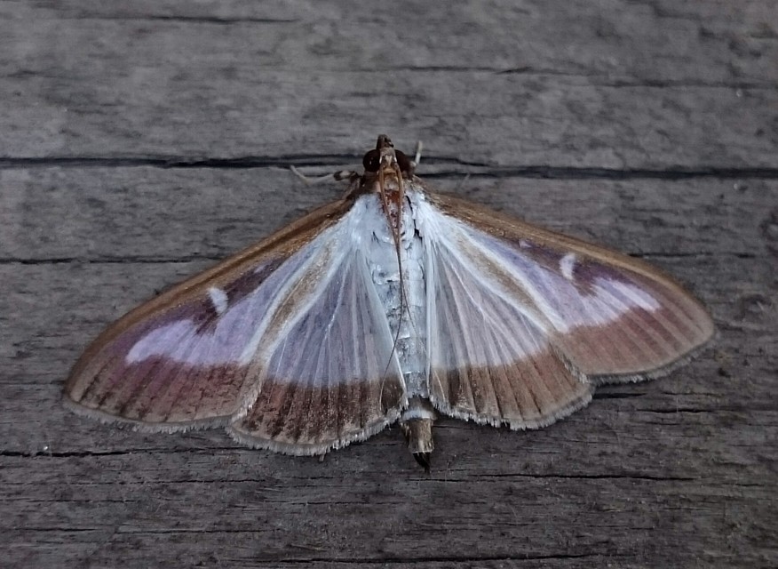 Cydalima perspectalis - puszpáng-tűzmoly