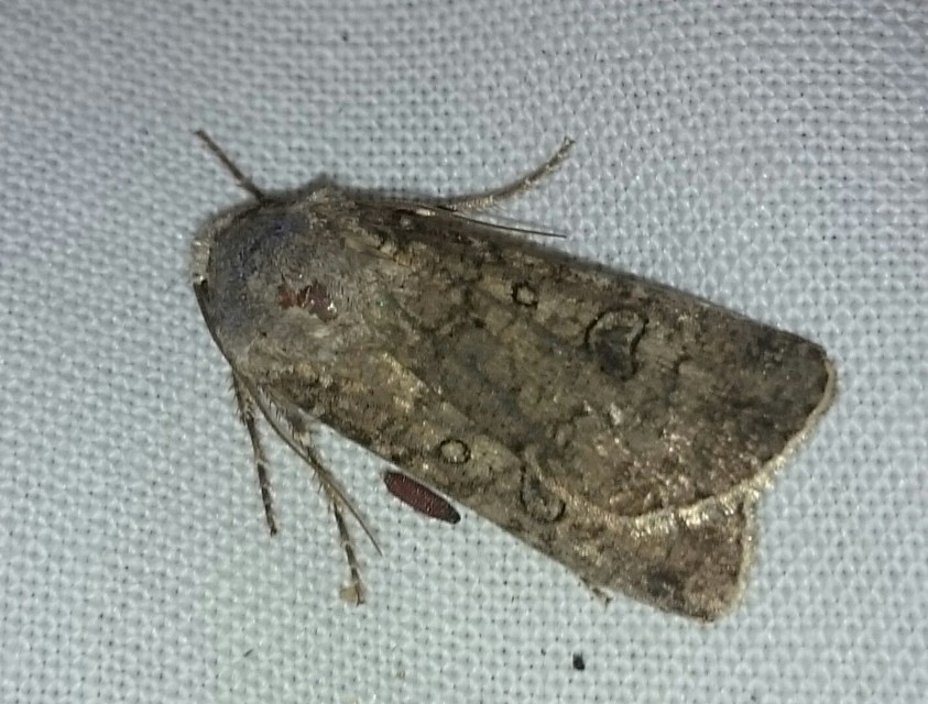 Agrotis segetum - vetési földibagoly