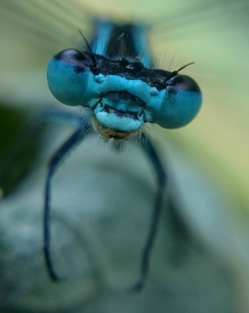 Coenagrion puella - azúrkék légivadász