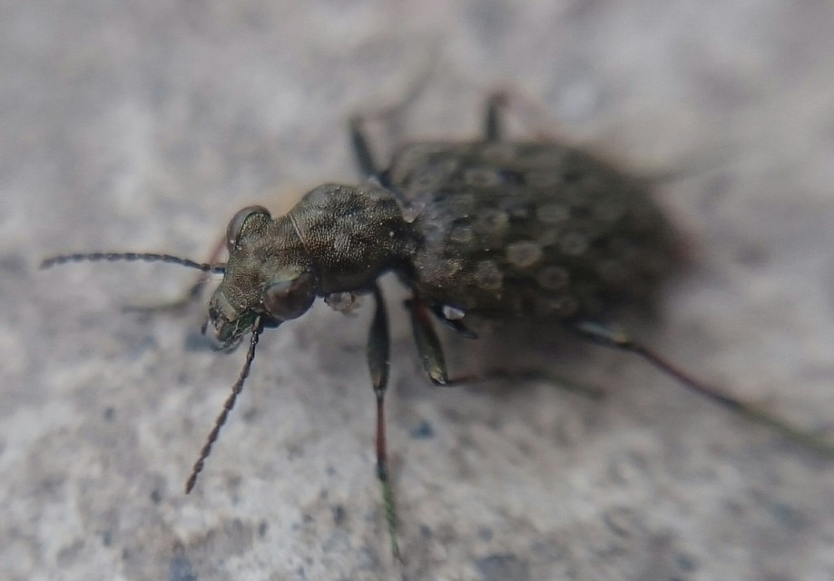 Elaphrus riparius - közönséges iszapfutó