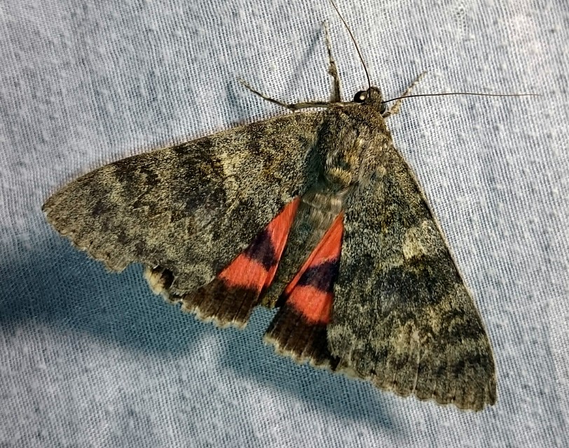 Catocala elocata - közönséges övesbagoly