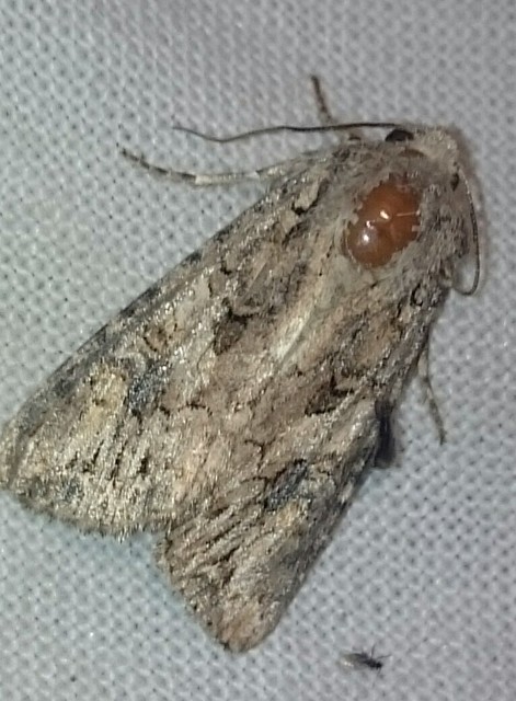 Hadula trifolii - lóherebagoly