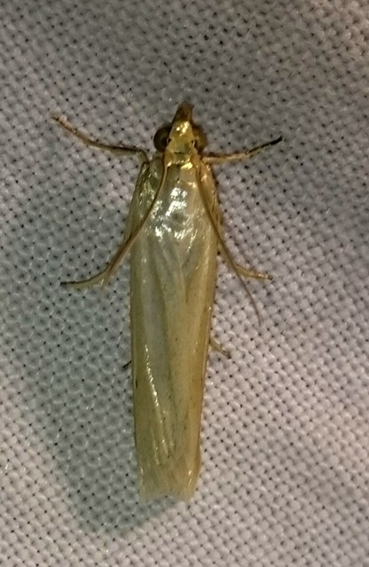 Selagia argyrella - ezüstös karcsúmoly