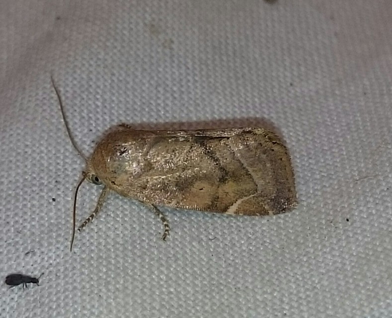 Cosmia affinis - barna lombbagoly