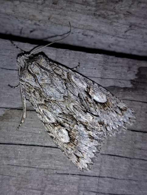 Meganephria bimaculosa - kétfoltos szilbagoly