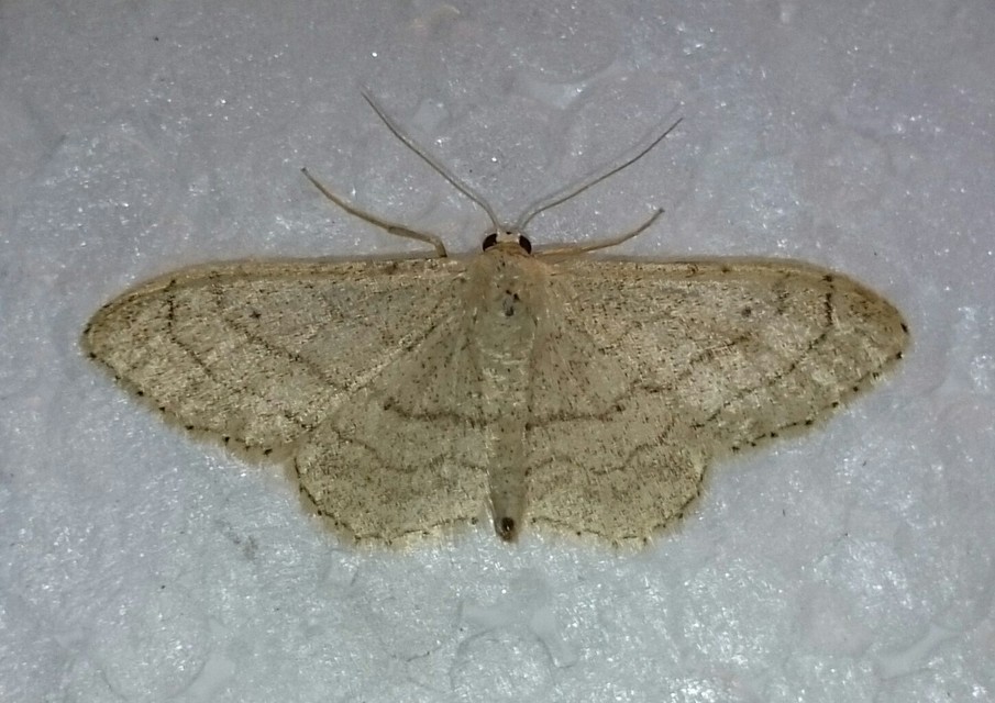 Idaea aversata - nagy sávosaraszoló