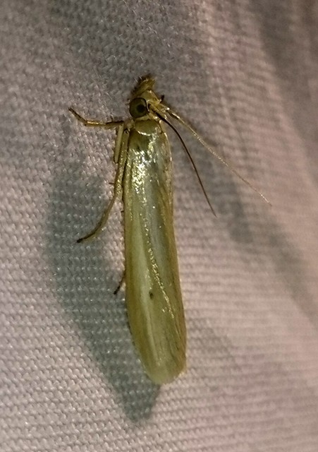 Selagia argyrella - ezüstös karcsúmoly