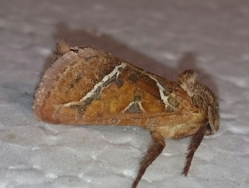 Triodia sylvina - kis gyökérrágólepke