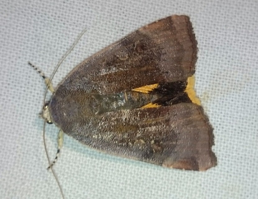 Noctua janthe/janthina