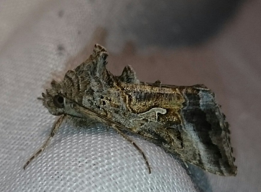 Autographa gamma - gammalepke