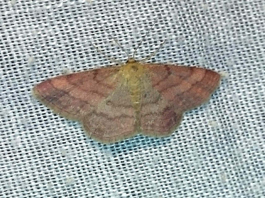 Scopula rubiginata - réti pirosaraszoló
