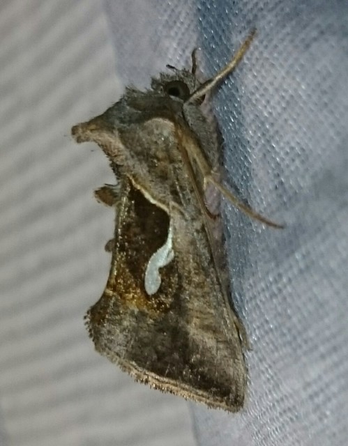 Macdunnoughia confusa - cseppfoltos ezüstbagoly