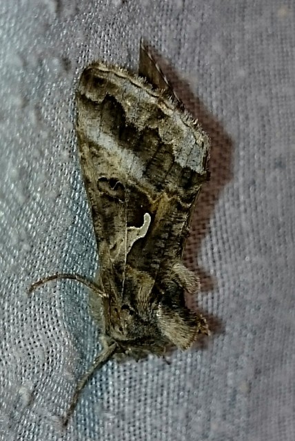 Autographa gamma - gammalepke